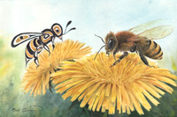 Honey Bee